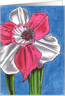 Pink and White Daffodil card