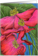 Pink Begonias 1 card