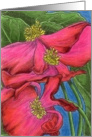Pink Begonias 1 card