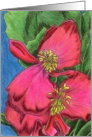 Pink Begonias 2 card