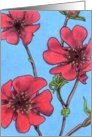 Potentilla Nepalensis card