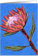 Protea 2 card