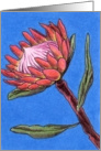 Protea 2 card