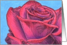 Purple and Pink Rose card