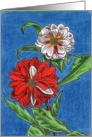 Red and White Dahlias card