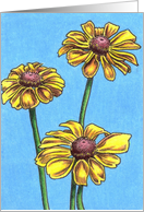 Rudbeckia ’Toto’ card