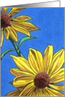 Summer Coneflowers Series (1) card