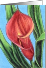 Tropical Calla Lily 2 card