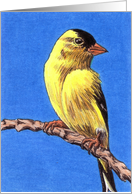American Goldfinch card