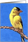 American Goldfinch card