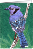 Blue Jay card