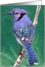 Blue Jay card