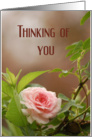 Thinking of You card