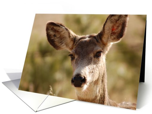 Deer in Nature card (334728)
