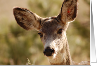 Deer in Nature card