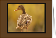 Wildlife card