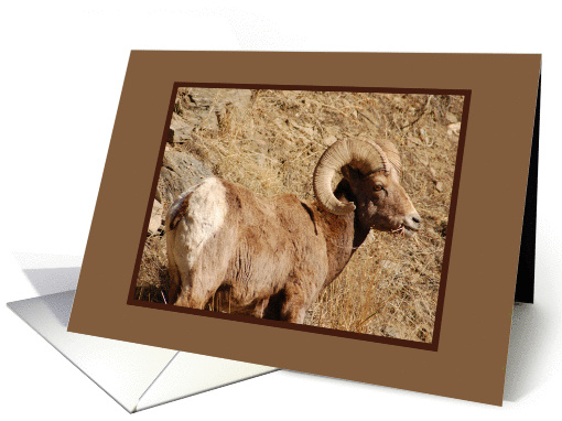 Big Horn Sheep Eating card (381488)