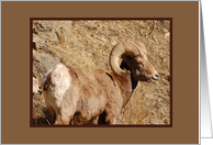 Big Horn Sheep...