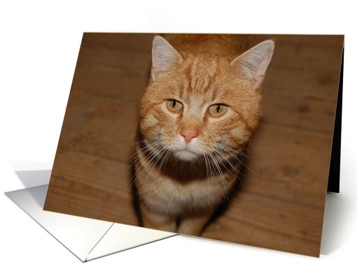 Cute Cat card (386518)