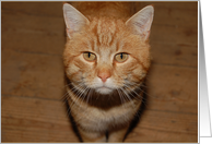 Cute Cat card