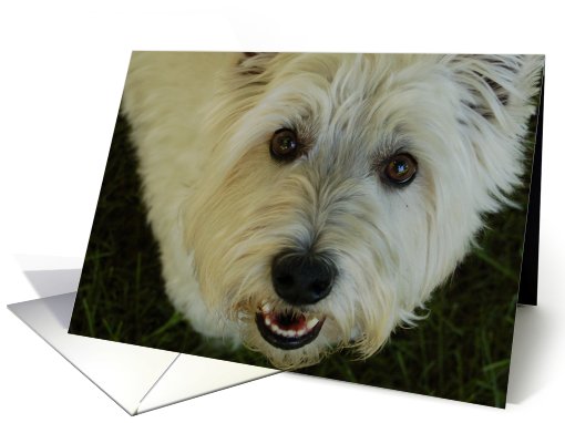 Cute White Dog card (457203)