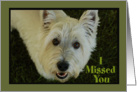White Dog in Grass Missed You card
