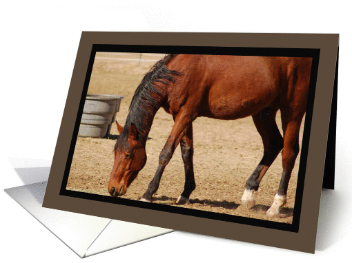 Brown Horse Blank card (457630)