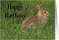Happy Birthday Bunny...