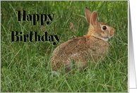 Happy Birthday Bunny 2 card