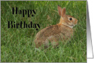 Happy Birthday Bunny 2 card