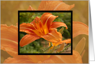 Orange Flower card