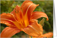 Orange Flower 2