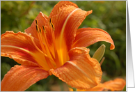 Orange Flower 2 card