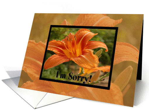 Orange Flower I'm Sorry card (459206)