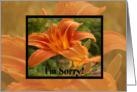 Orange Flower I’m Sorry card