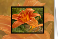 Orange Flower Framed...