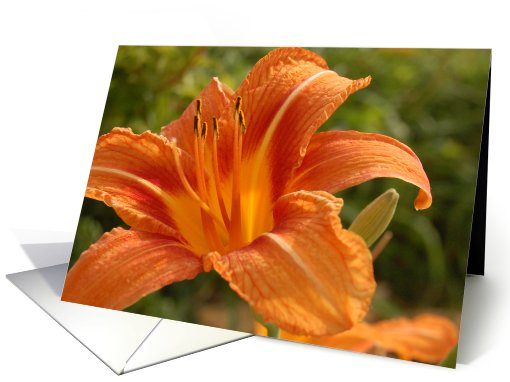 Orange Flower Save The Date card (463353)
