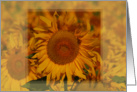 Sunflower Blank card