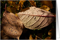 Water Droplets on Fallen Leaves card