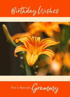 Day Lily Happy...