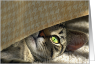 I Spy A Kitty Cat! card