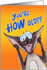 Siamese Cat Birthday Humor card