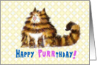 Birthday Humor - Happy Purrthday - Maine Coon Cat card