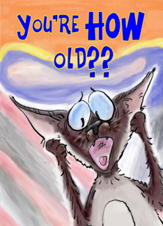 Siamese Cat Birthday...