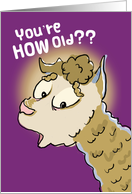 Birthday Humor - Cute Surprised Alpaca card