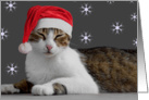 Santa Cat Christmas Card
