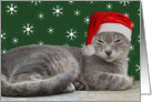 Happy Holidays Chrismas Cat in Santa Hat Card