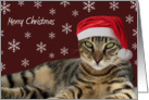 Santa Tabby Cat Merry Christmas Card