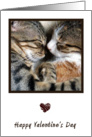 Cat Love Valentine Card