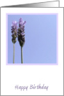 Lavender Birthday Card